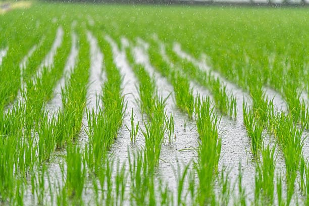 تصویر 2 از برنج دودی خانه روستا طعم ناب خاطره‌های قدیم